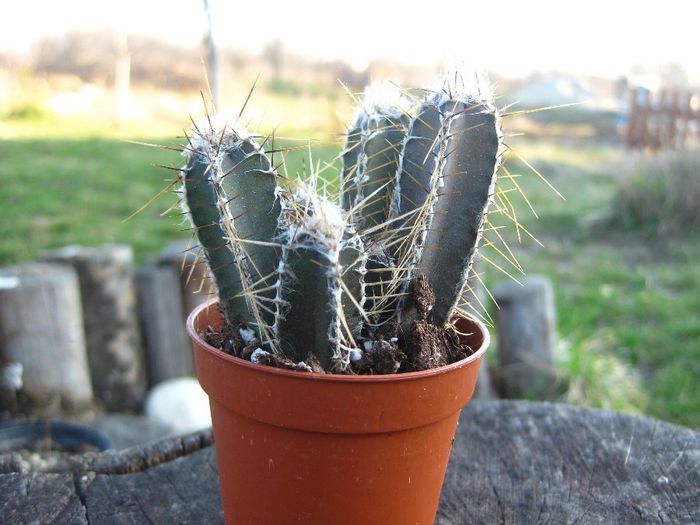 Martie 2013 - Cereus forbesii