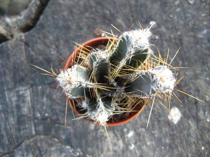 Martie 2013 - Cereus forbesii