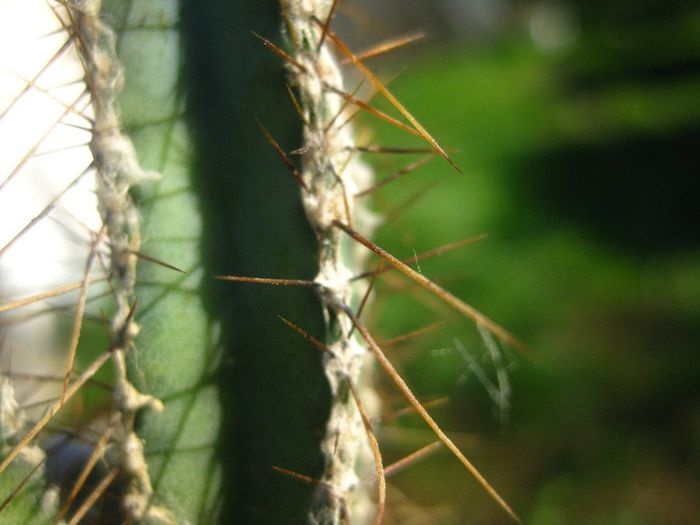 Octombrie 2013 - Cereus forbesii