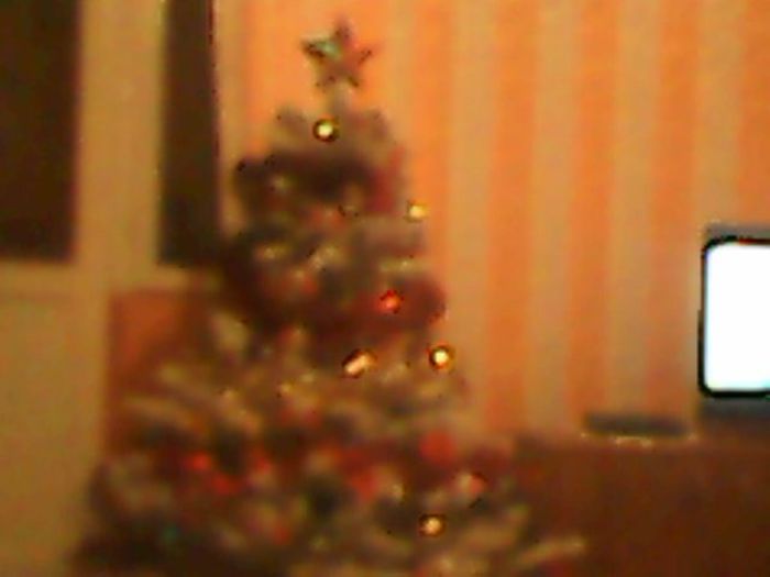 Bradul nepoatei mele Larisa