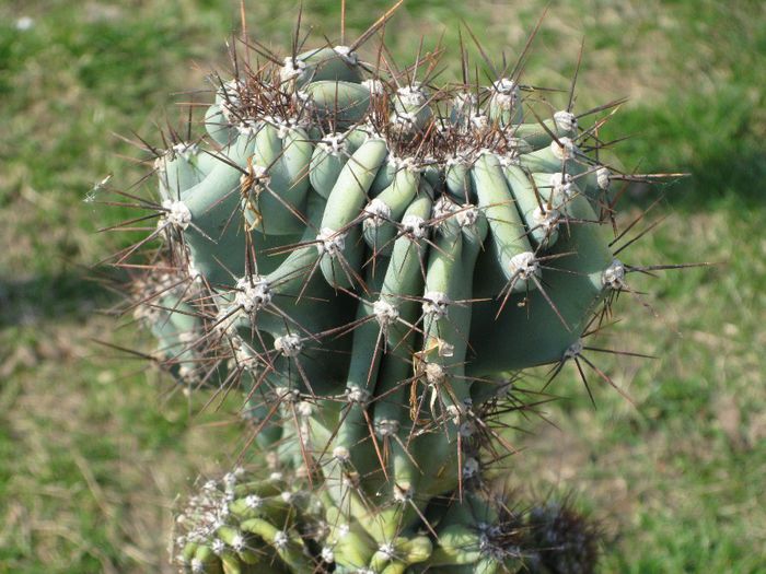 Martie 2012 - Cereus peruvianus monstruosus