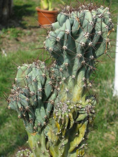 Martie 2012 - Cereus peruvianus monstruosus