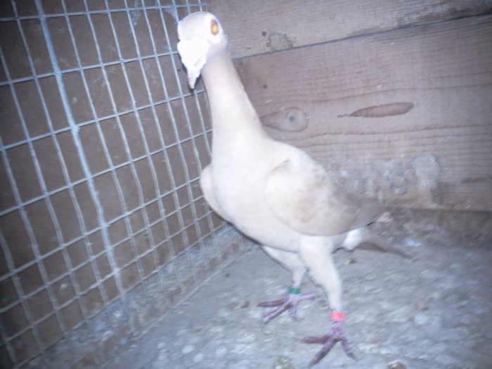 Fotografie0086 femela 2013