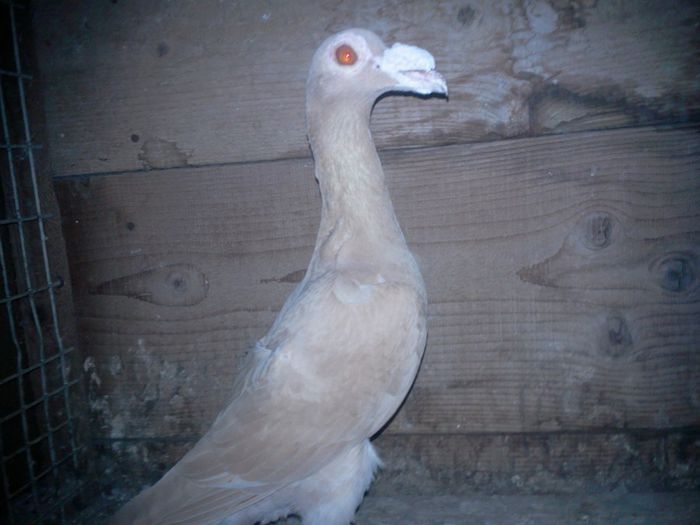 Fotografie0121 femela 2013