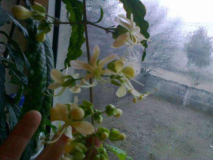  - A-Flori 2013