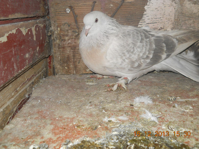 mascul takla 2013 vandut