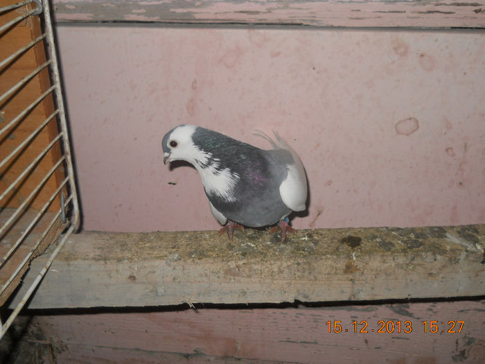 mascul 2012
