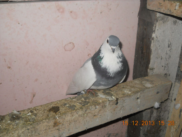 porumbei 053 - Birmingam si racovnik