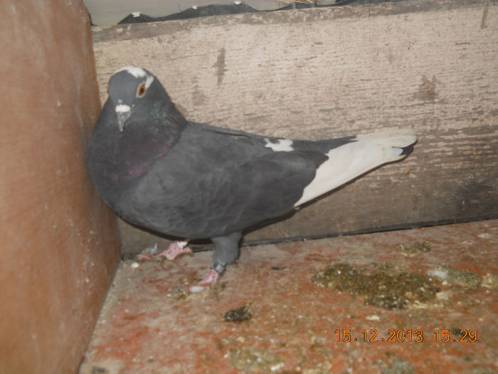 porumbei 056