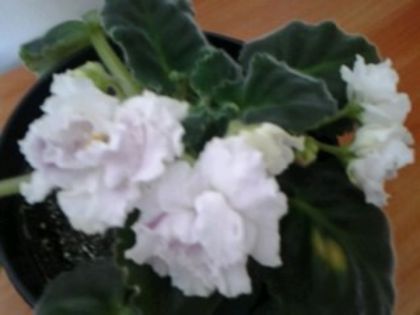 RS.Gercogenia