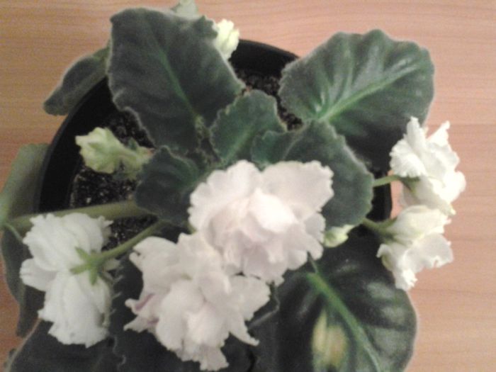 RS.Gercogenia