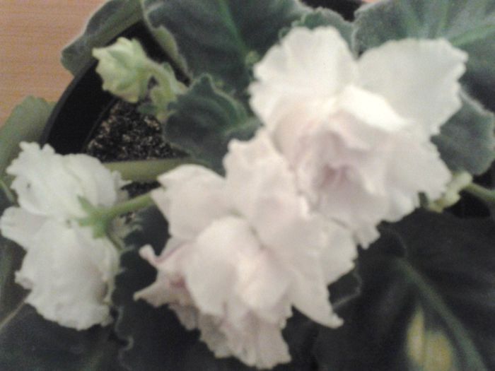 RS.Gercogenia - Violete