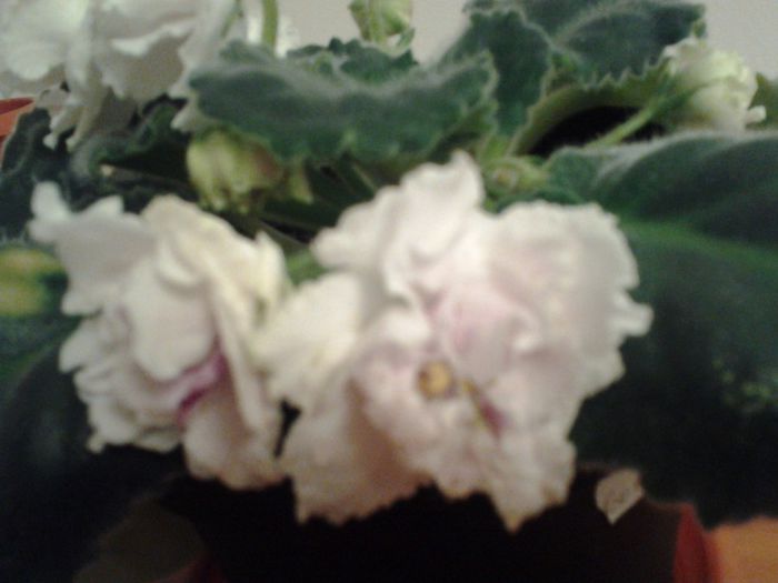 RS.Gercogenia