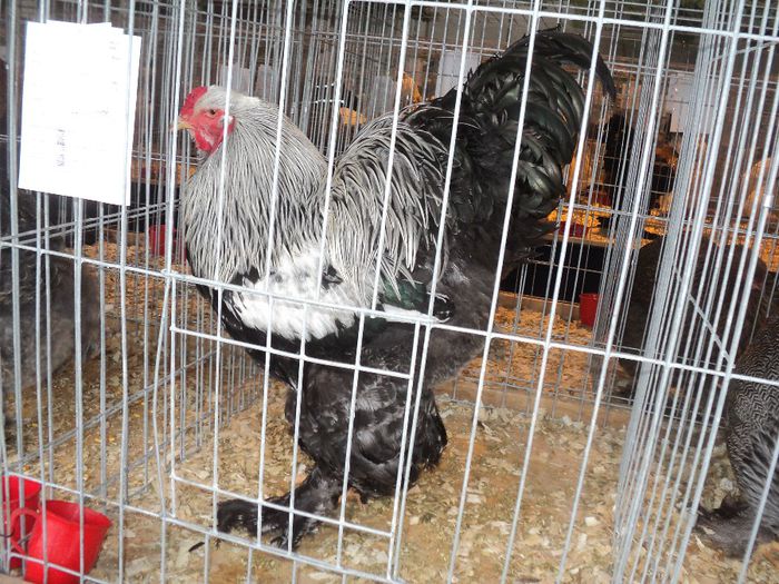 DSC00203 - Expozitia nationala 13 15 decembrie 2013 Bucuresti