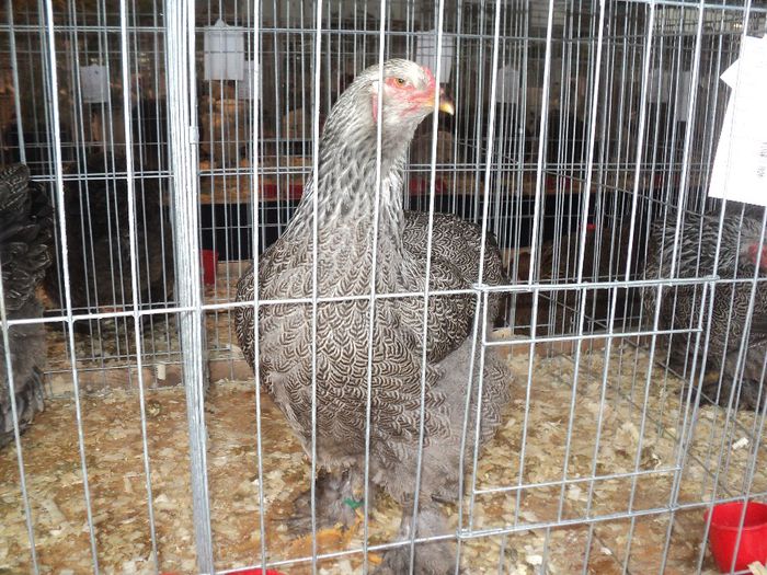 DSC00204 - Expozitia nationala 13 15 decembrie 2013 Bucuresti