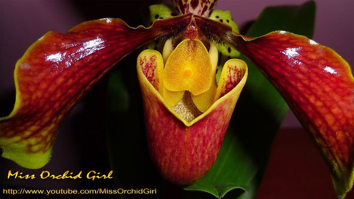 Paphiopedilum USA