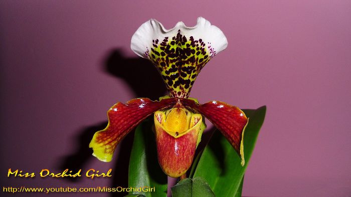 Paphiopedilum USA - Orhidee Paphiopedilum