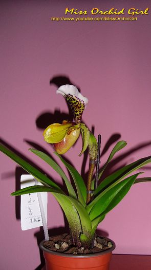 Paphiopedilum USA - Orhidee Paphiopedilum