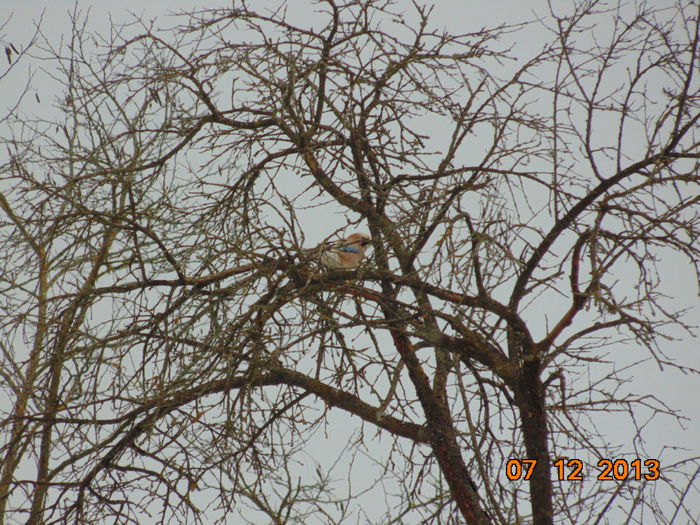 DSC00511 - De prin natura