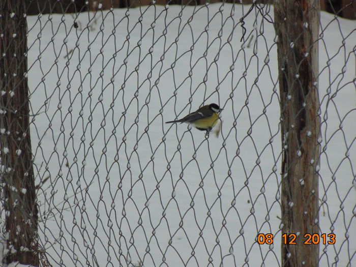 DSC00547 - De prin natura