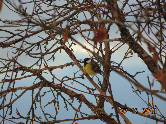 DSC00518 - De prin natura