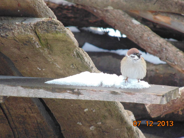 DSC00525 - De prin natura