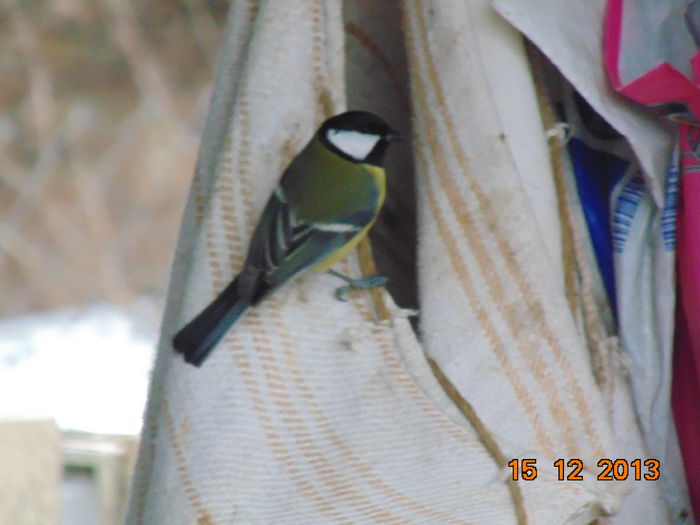 DSC00606 - De prin natura