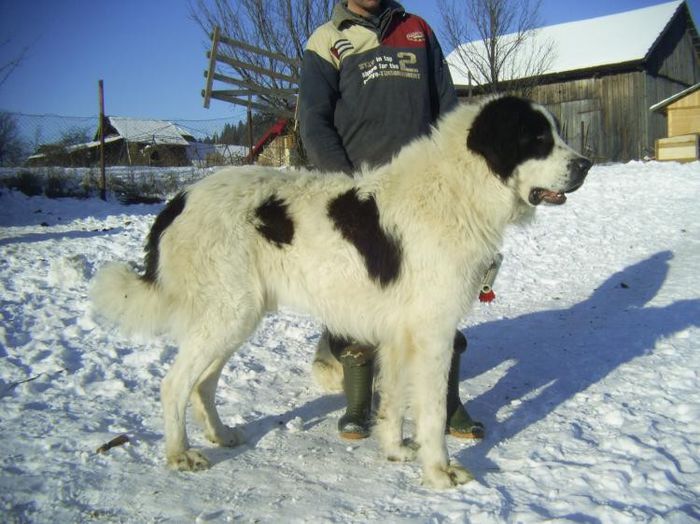 2; http://www.bucovinadogs.ro/
