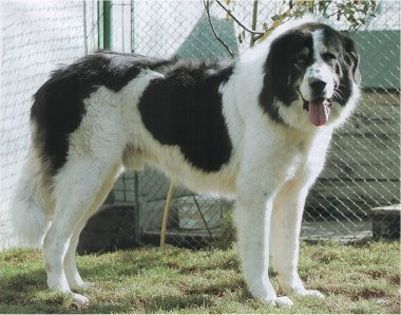 Bucovina_Sheepdog; Sursa: http://ro.wikipedia.org/wiki/Ciob%C4%83nesc_rom%C3%A2nesc_de_Bucovina
