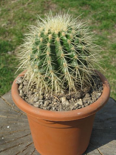 Martie 2012 - Echinocactus grusonii_1
