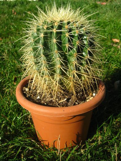 Octombrie 2013 - Echinocactus grusonii_1