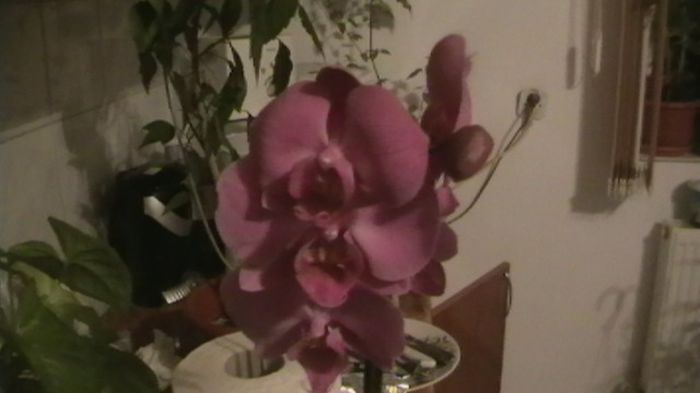 IMGA0734 - hibiscusi