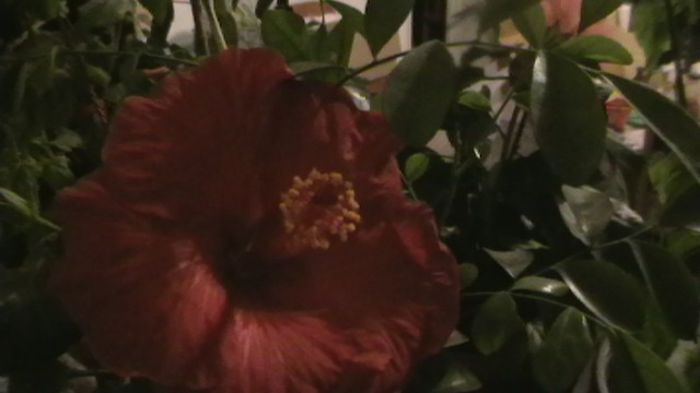 IMGA0736 - hibiscusi