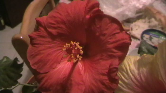 IMGA0739 - hibiscusi