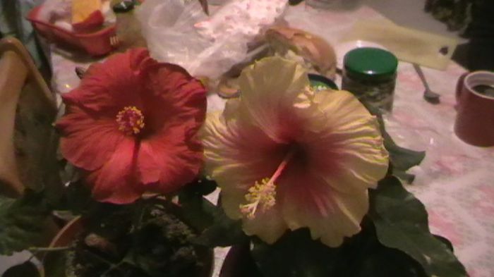 IMGA0744 - hibiscusi