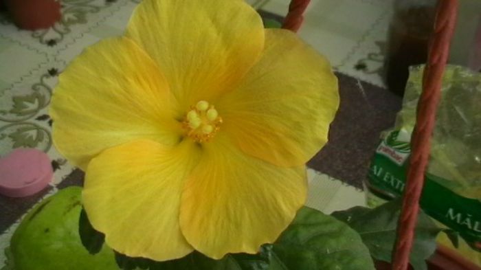 IMGA0347 - Copy - hibiscusi