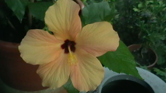 IMGA0350 - Copy - hibiscusi