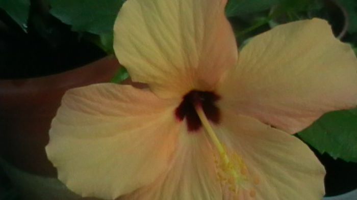 IMGA0351 - Copy - hibiscusi