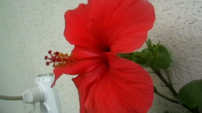 IMGA0470 - Copy - hibiscusi