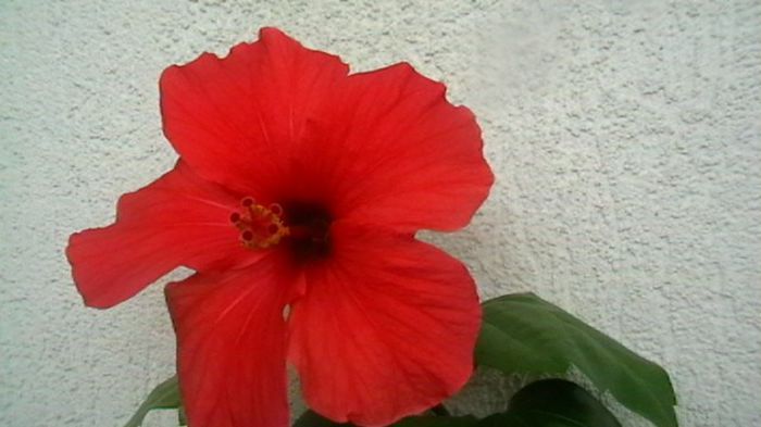 IMGA0471 - Copy - hibiscusi