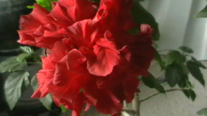 IMGA0488 - Copy - hibiscusi