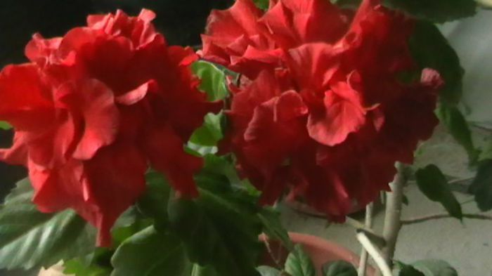 IMGA0490 - Copy - hibiscusi