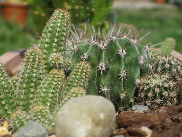 Martie 2012 - Echinopsis_1