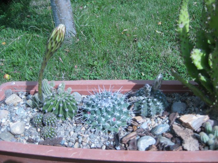 August 2012 - Echinopsis_1