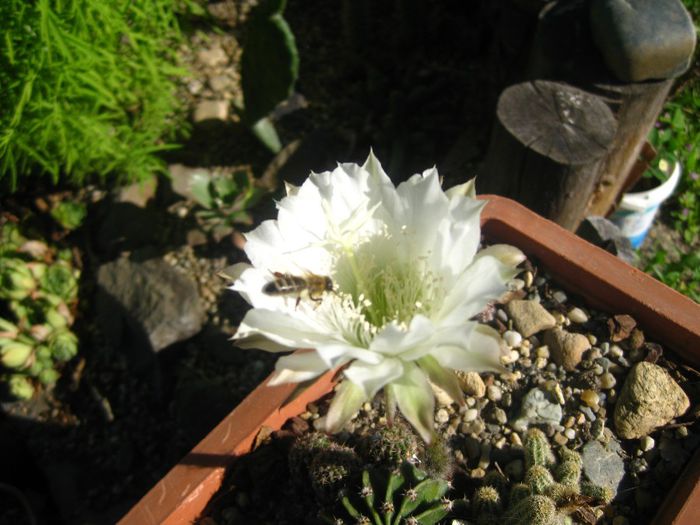 August 2012 - Echinopsis_1