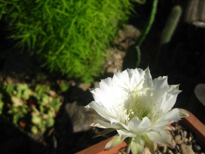 August 2012 - Echinopsis_1