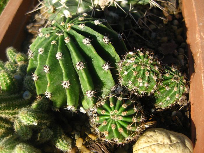 Octombrie 2013 - Echinopsis_1