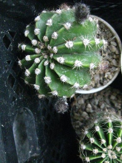 Iunie 2013 - Echinopsis_2