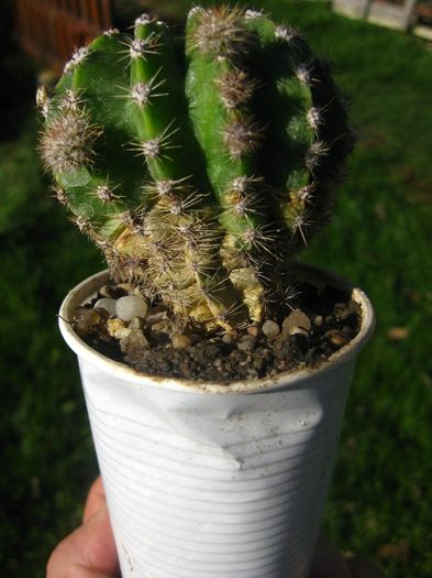 Octombrie 2013 - Echinopsis_2