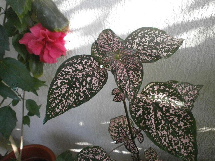 P7250084